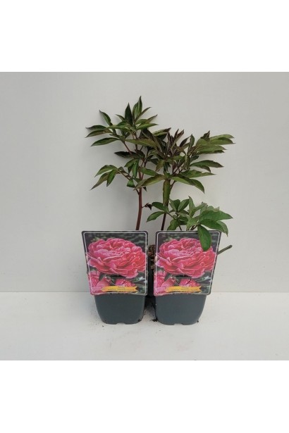 Півонія садова Олександр Флемінг в горщику